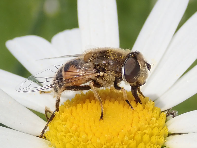 da identificare: Eristalis ?